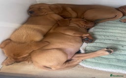 Labrador Retriever dogs for sale: Exceptional breed Labradors - Image 9