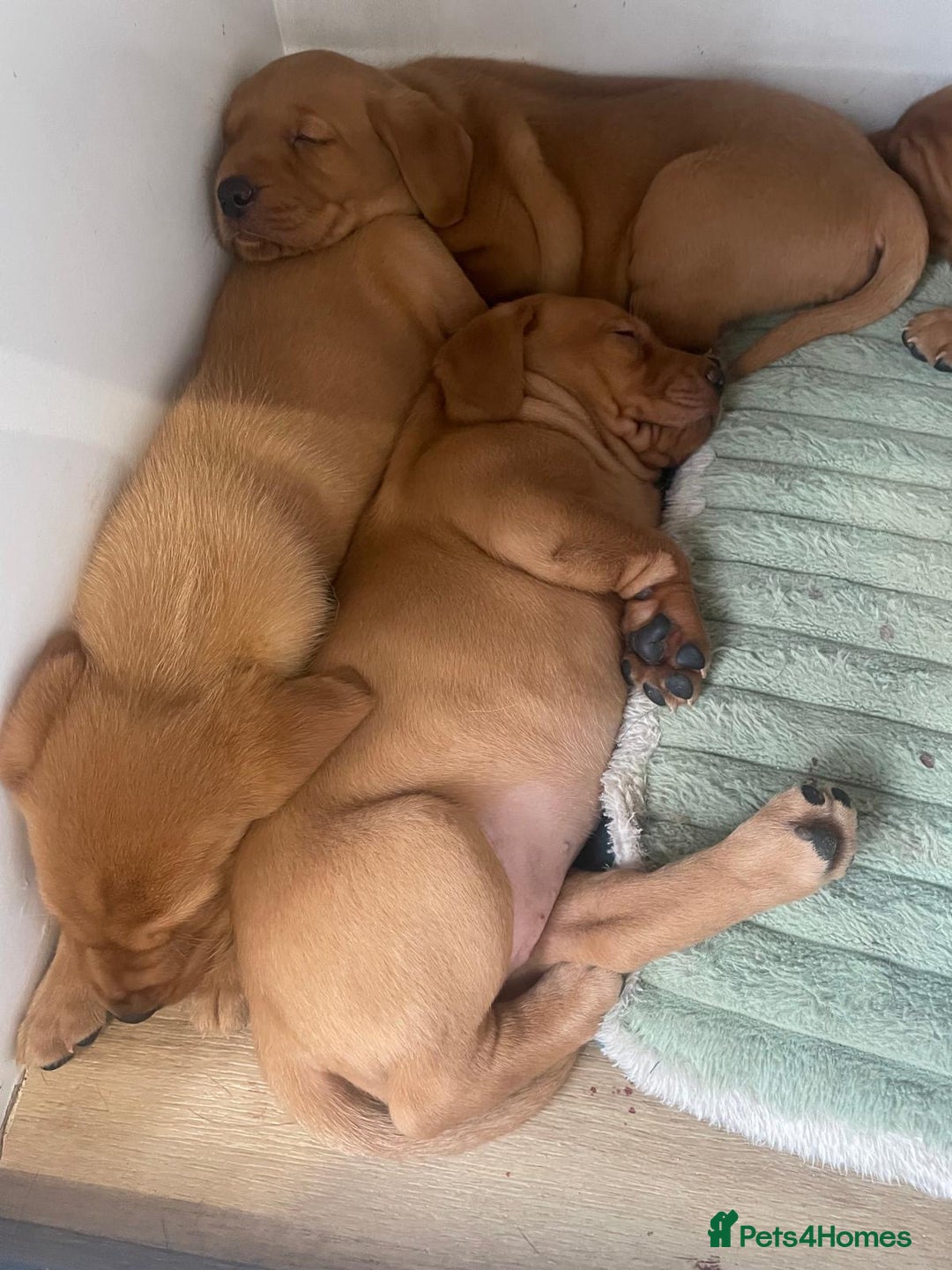 Labrador Retriever dogs for sale: Exceptional breed Labradors - Image 9