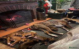 Boxer dogs for stud: Beautiful Dark Brindle Boxer|KC reg| Heart scored - Image 12