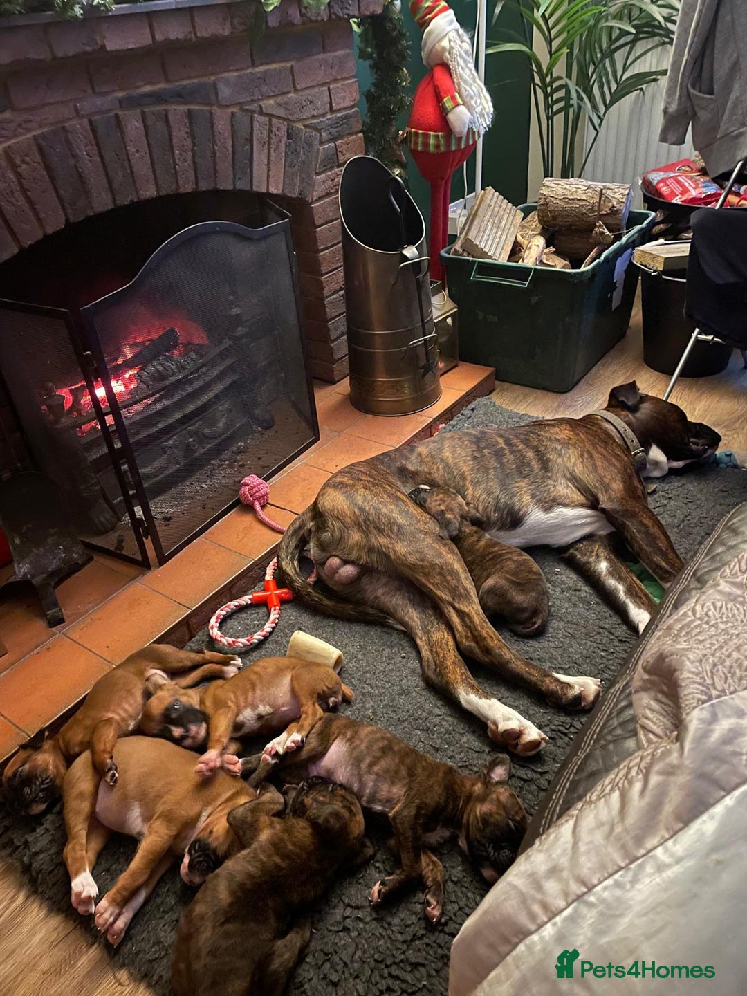 Boxer dogs for stud: Beautiful Dark Brindle Boxer|KC reg| Heart scored - Image 12