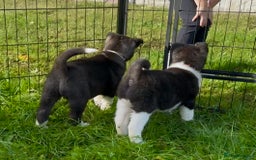 Akita dogs for sale: Quality KC Registered American Akita Puppies - Image 34