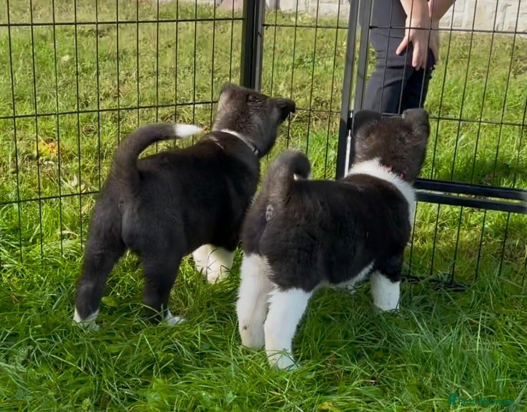 Akita dogs for sale: Quality KC Registered American Akita Puppies - Image 34