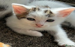 Domestic Shorthair cats for sale: 🐾 Kittens for Sale – White & Tabby 🐾 - Image 11
