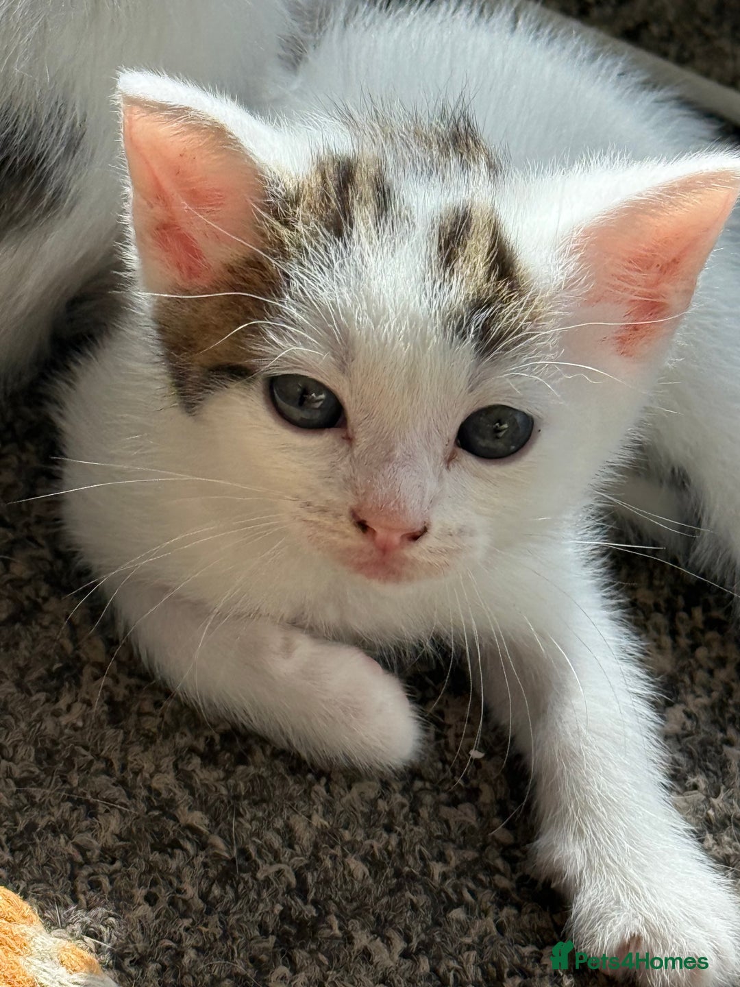 Domestic Shorthair cats for sale: 🐾 Kittens for Sale – White & Tabby 🐾 - Image 11