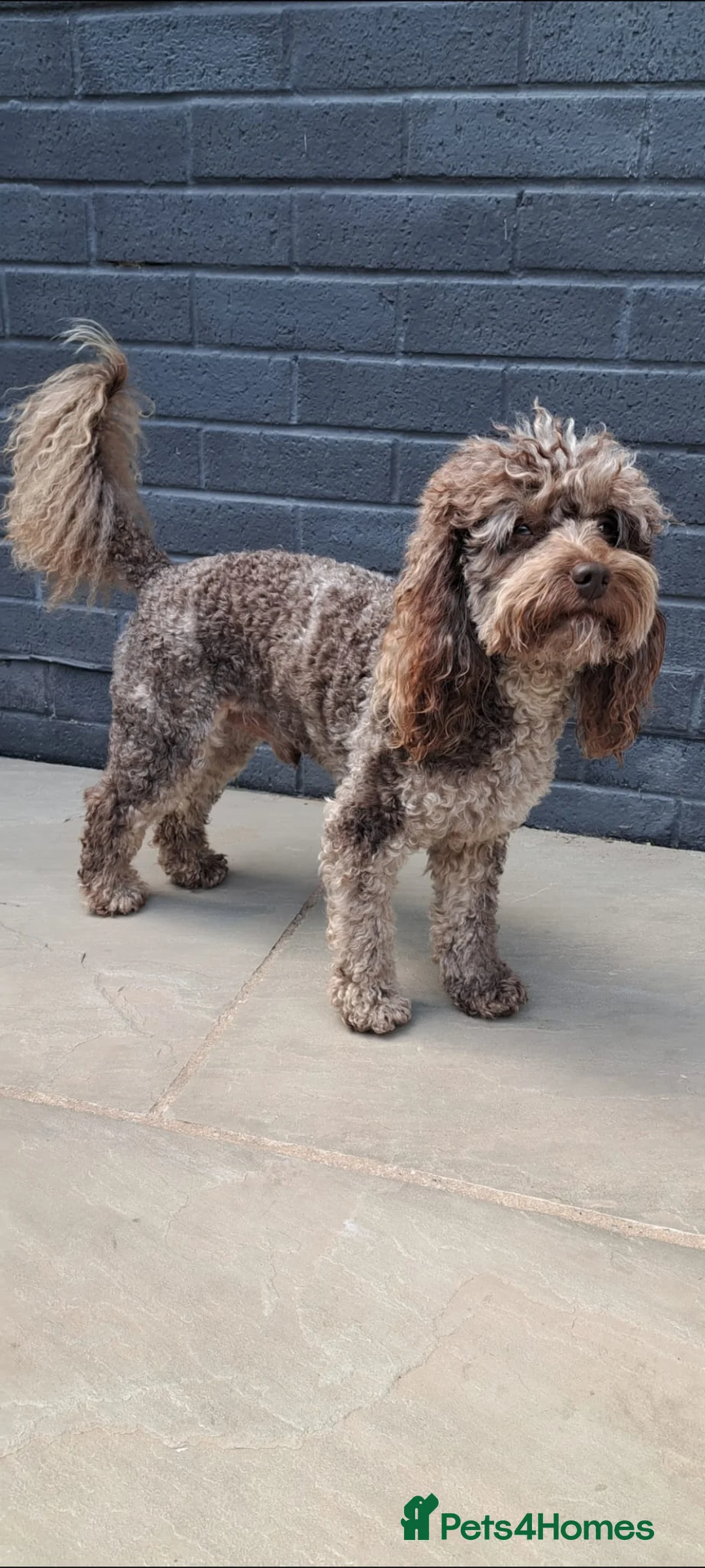 Cockapoo dogs for sale: F1BB Standard poodle x toy cockapoo puppies  - Advert 8