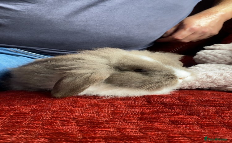 Lionhead rabbits - Advert 14