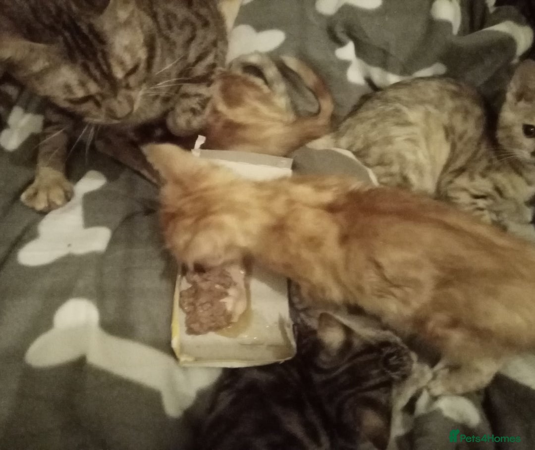 Mixed Breed cats for sale: Cute and Playful Kittens - Advert 3