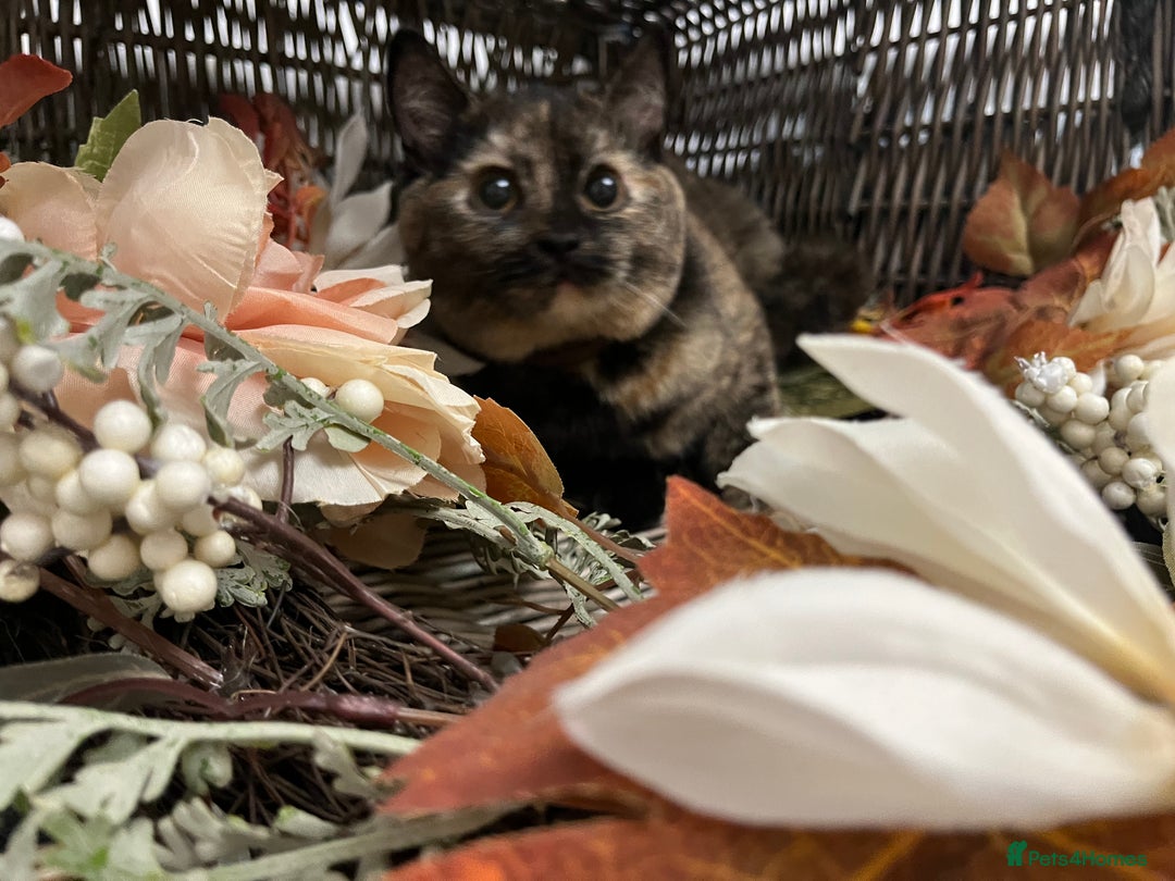British Shorthair cats for sale: REDUCED Two tortoise shell kittens 5 month old  - Image 8