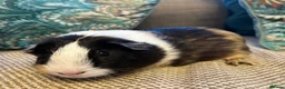 Guinea Pig rodents for sale: 🐹 3 Guinea Pigs – 1 Male Swiss + 2 F Americans in Totnes - Advert 2