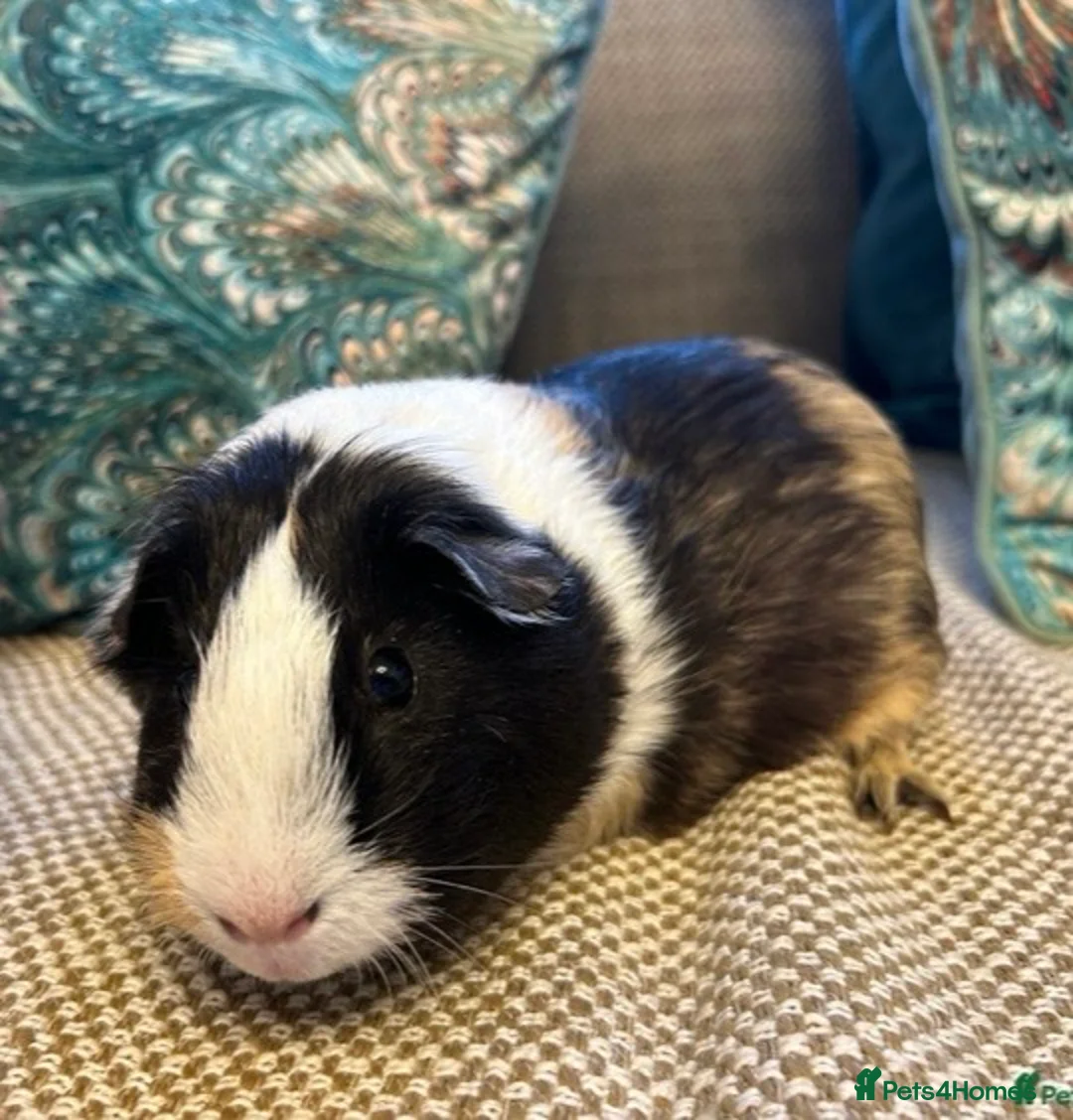 Guinea Pig rodents for sale: 🐹 3 Guinea Pigs – 1 Male Swiss + 2 F Americans in Totnes - Advert 2