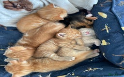 Mixed Breed cats for sale: Part Mainecoon Ginger Litter - Image 1