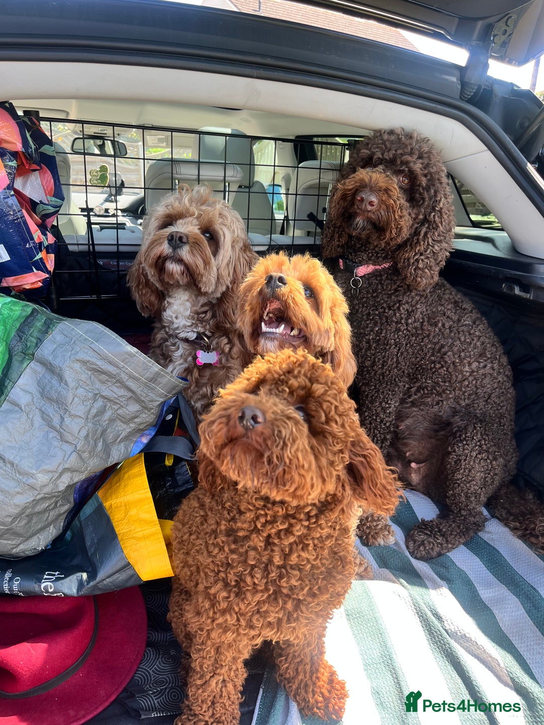 Toy Poodle dogs for stud: William of Worcestershire Small miniature Poodle in Evesham - Advert 5