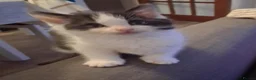 Ragdoll cats for sale: Ragdol x half Main Coon  - Advert 25