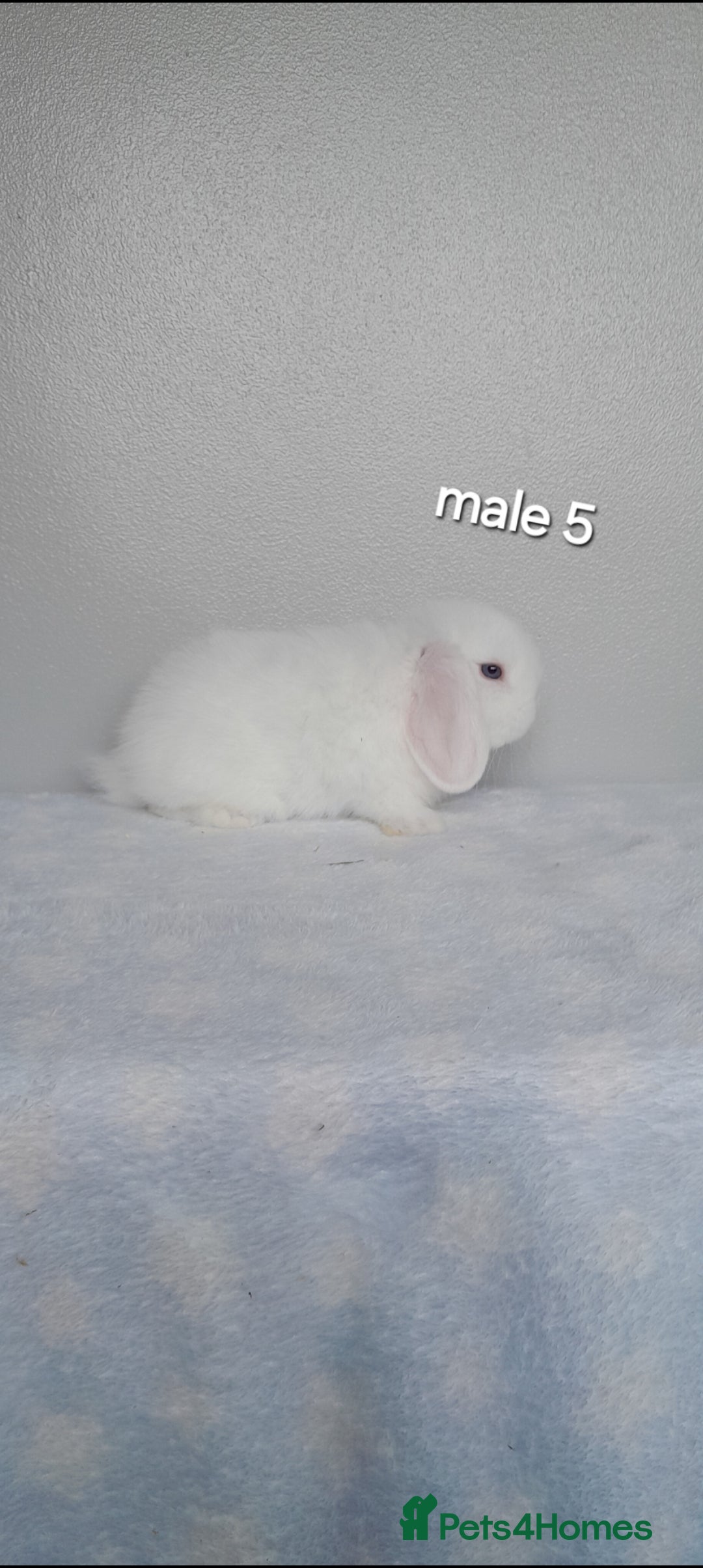 Mini Lop rabbits for sale: Stunning pure breed mini lops - Image 15