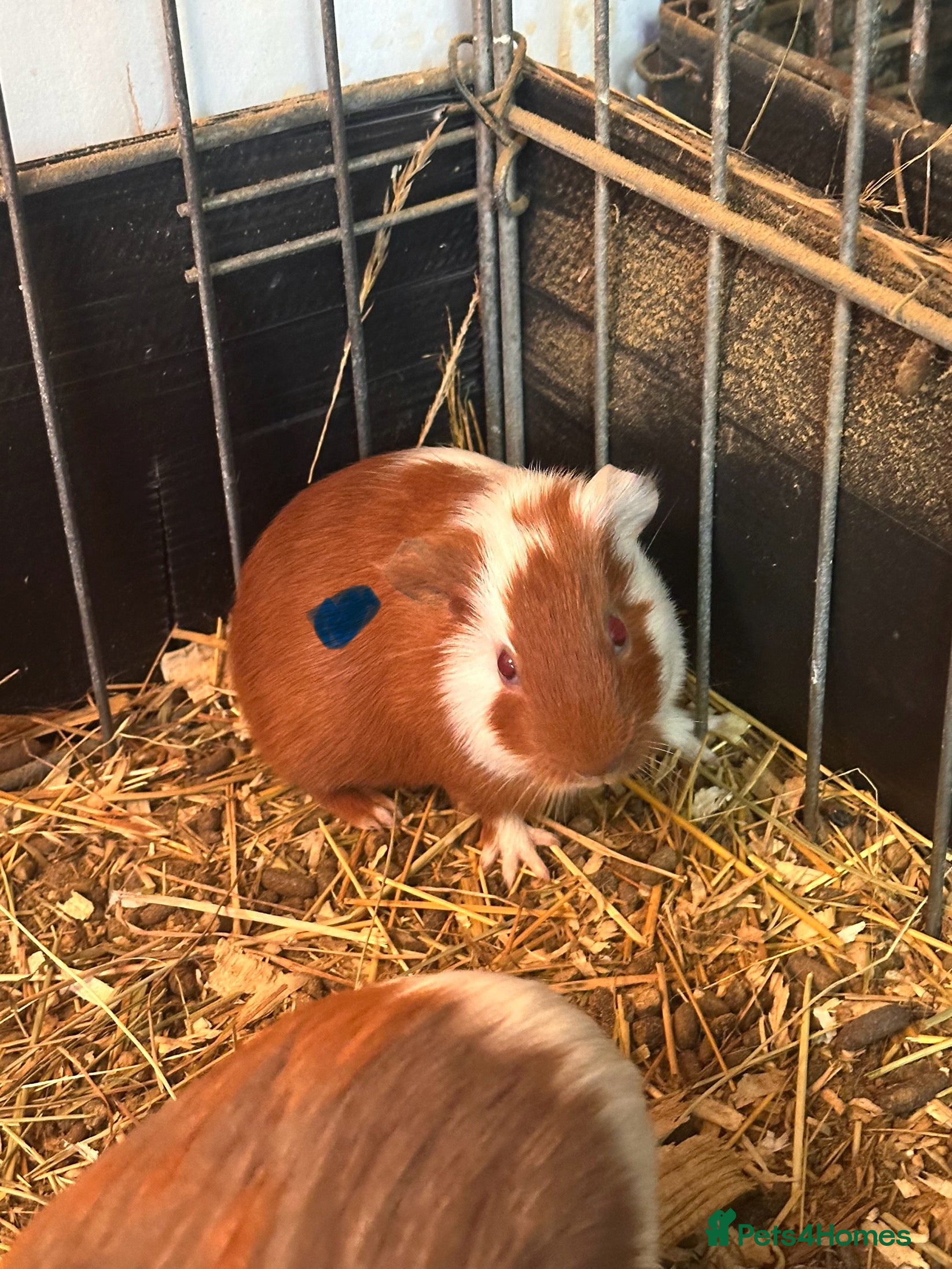 Guinea Pig rodents Gorgeous baby Guineapigs  - Advert 18