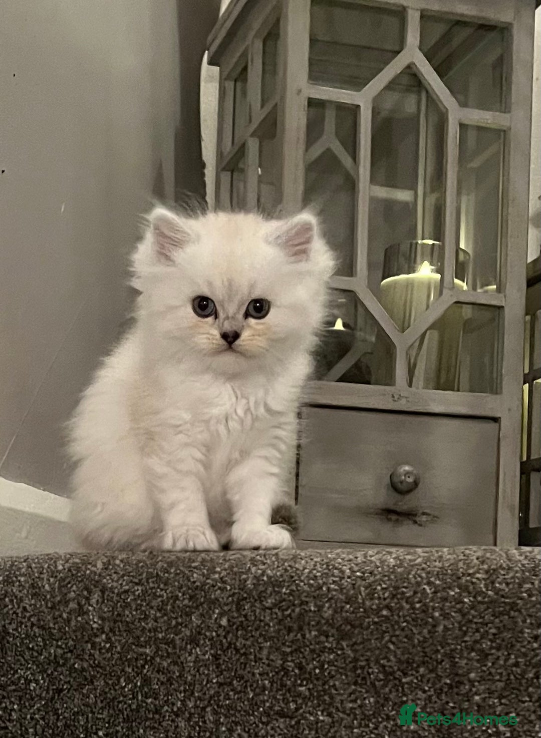 Persian cats for sale: 💕Simply Stunning PKD negative Persian Babies 💕 - Advert 4