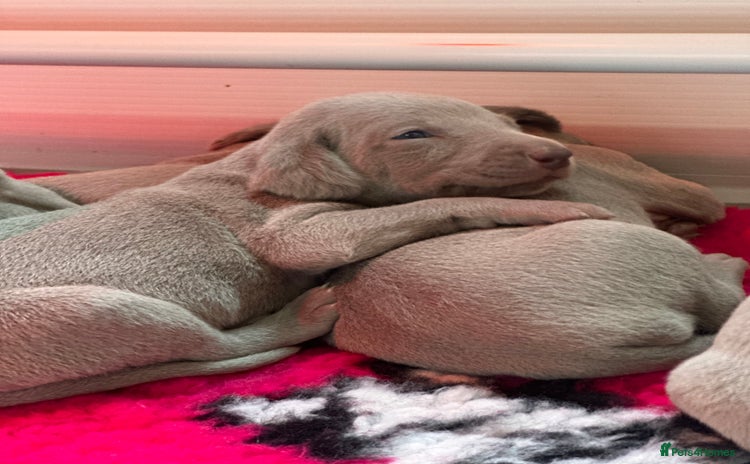 Weimaraner dogs - Advert 5