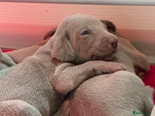 Weimaraner dogs Weimaraners - Advert 6