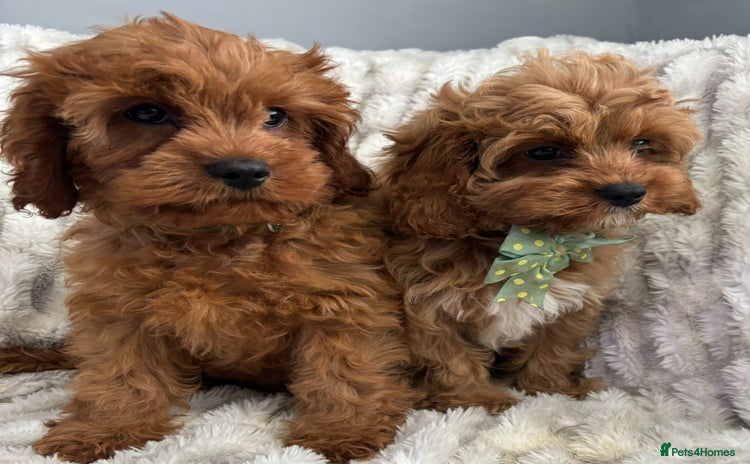 Cavapoo dogs - Advert 3