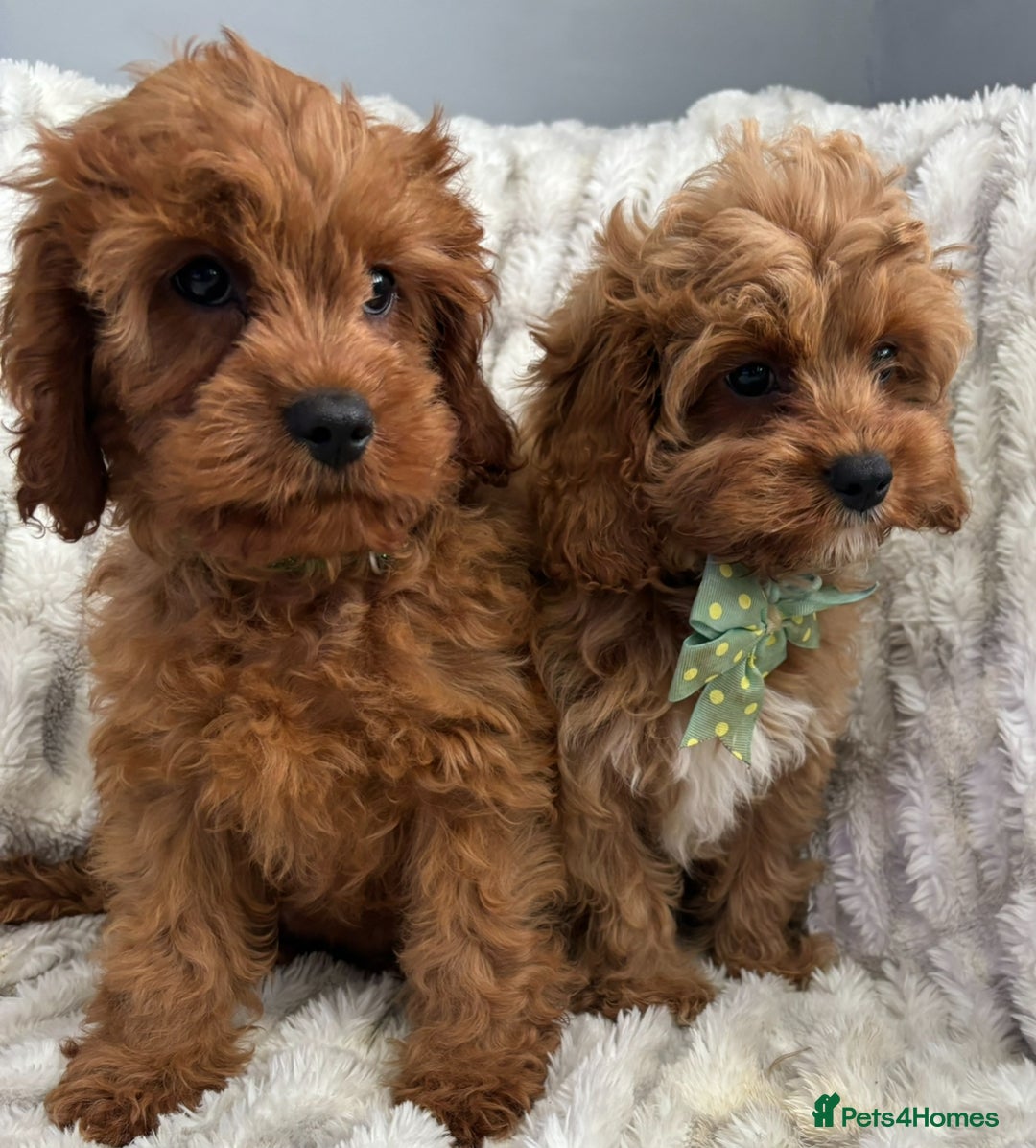 Cavapoo dogs for sale: F1 DEEP FOX RED EXTENSIVELY HEALTH TESTED BABIES  - Image 2