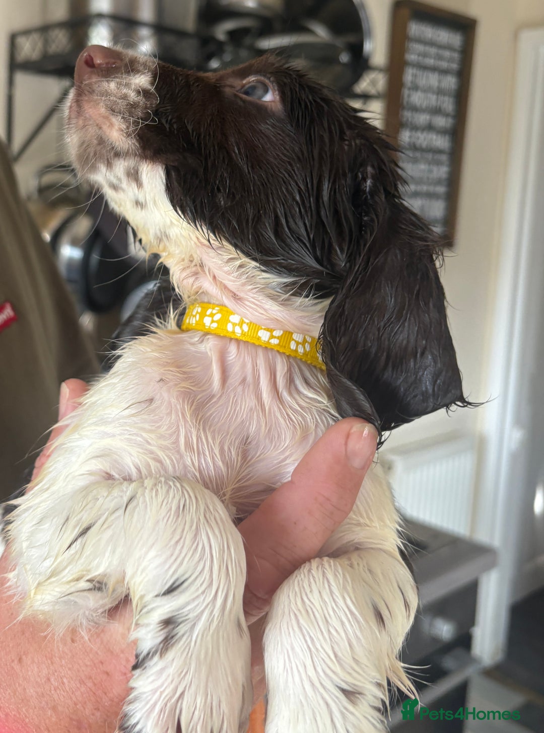 English Springer Spaniel dogs for sale: KC Registered English Springer Spaniel Puppies - Image 15