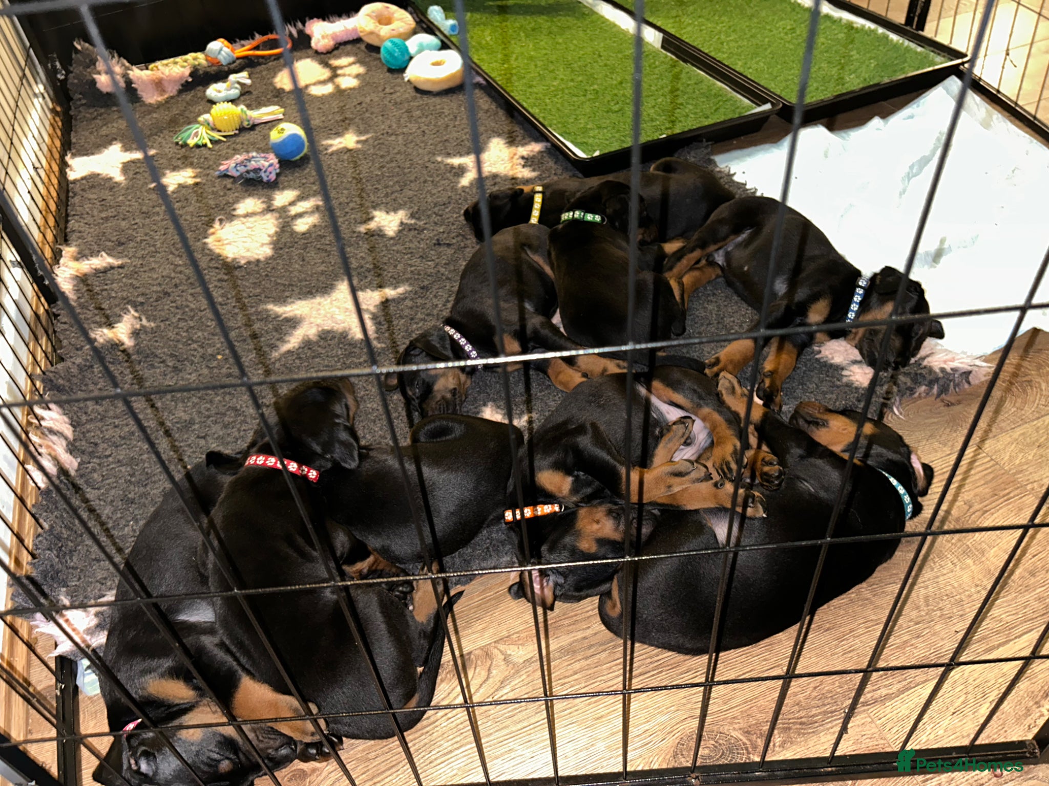 Dobermann dogs Last 2 beautiful girl doberman for sale  - Advert 8