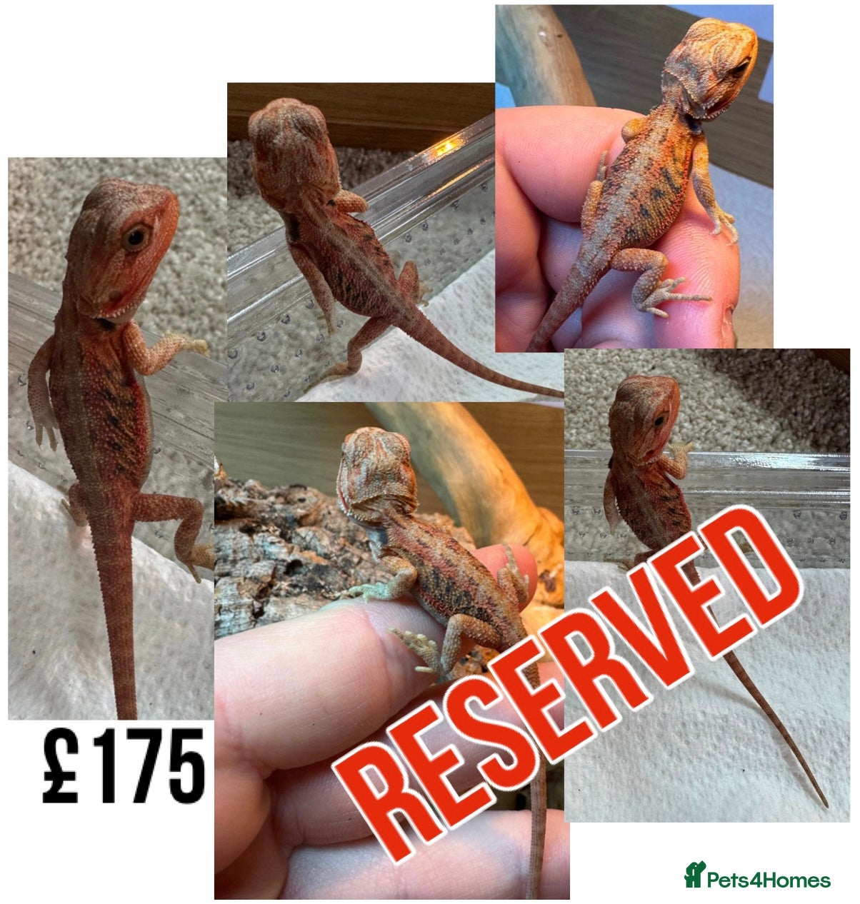 Bearded Dragon reptiles for sale: Baby Bearded Dragons For Sale! - Advert 31
