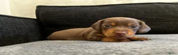 Miniature Dachshund dogs for sale: Beautiful miniature dachshund puppies 💙🩷 - Advert 2