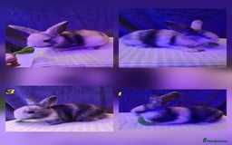 Rex rabbits for sale: Super Cute Baby bunnies! Rex x Lops - Image 3