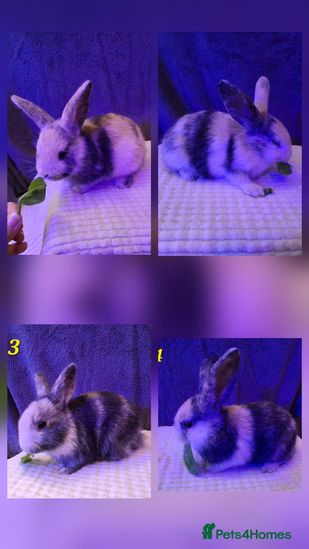 Rex rabbits for sale: Super Cute Baby bunnies! Rex x Lops - Image 3
