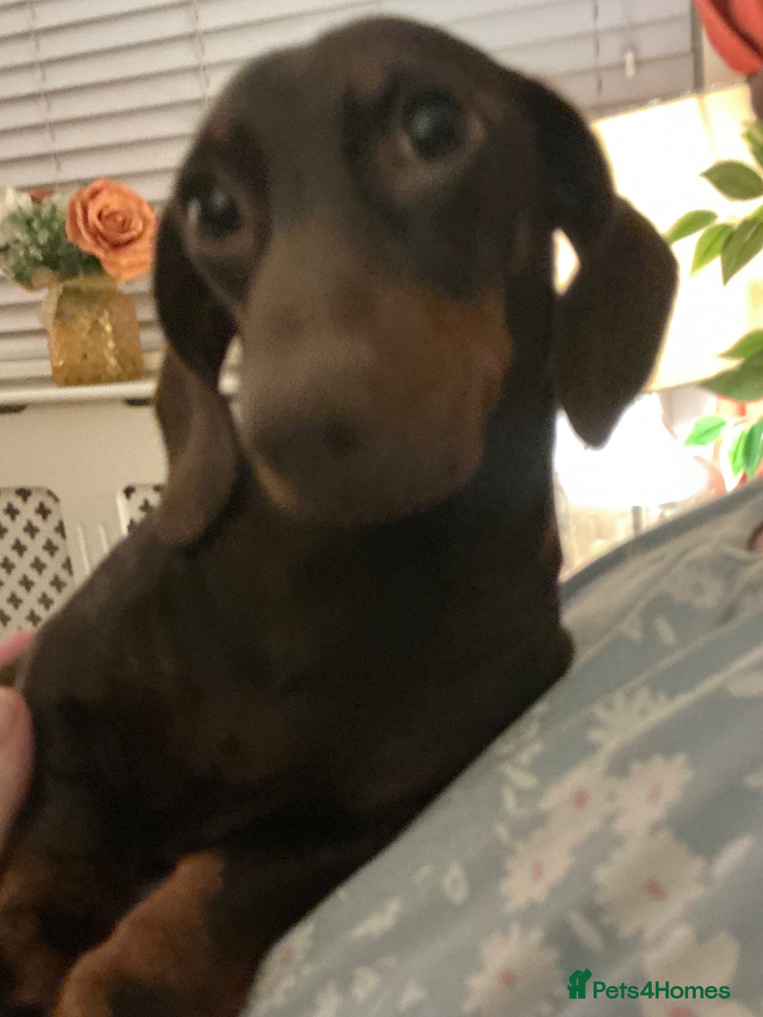 Miniature Dachshund dogs Miniature dachshund stud 18 champions in pedigree - Advert 2