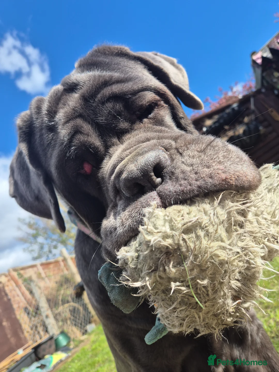 Neapolitan Mastiff dogs for sale: Neopolitan mastiff 2 years old  - Advert 1