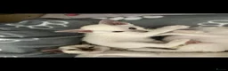 Siamese cats for sale: Healthy beautiful GCCF registered siamese - Advert 14