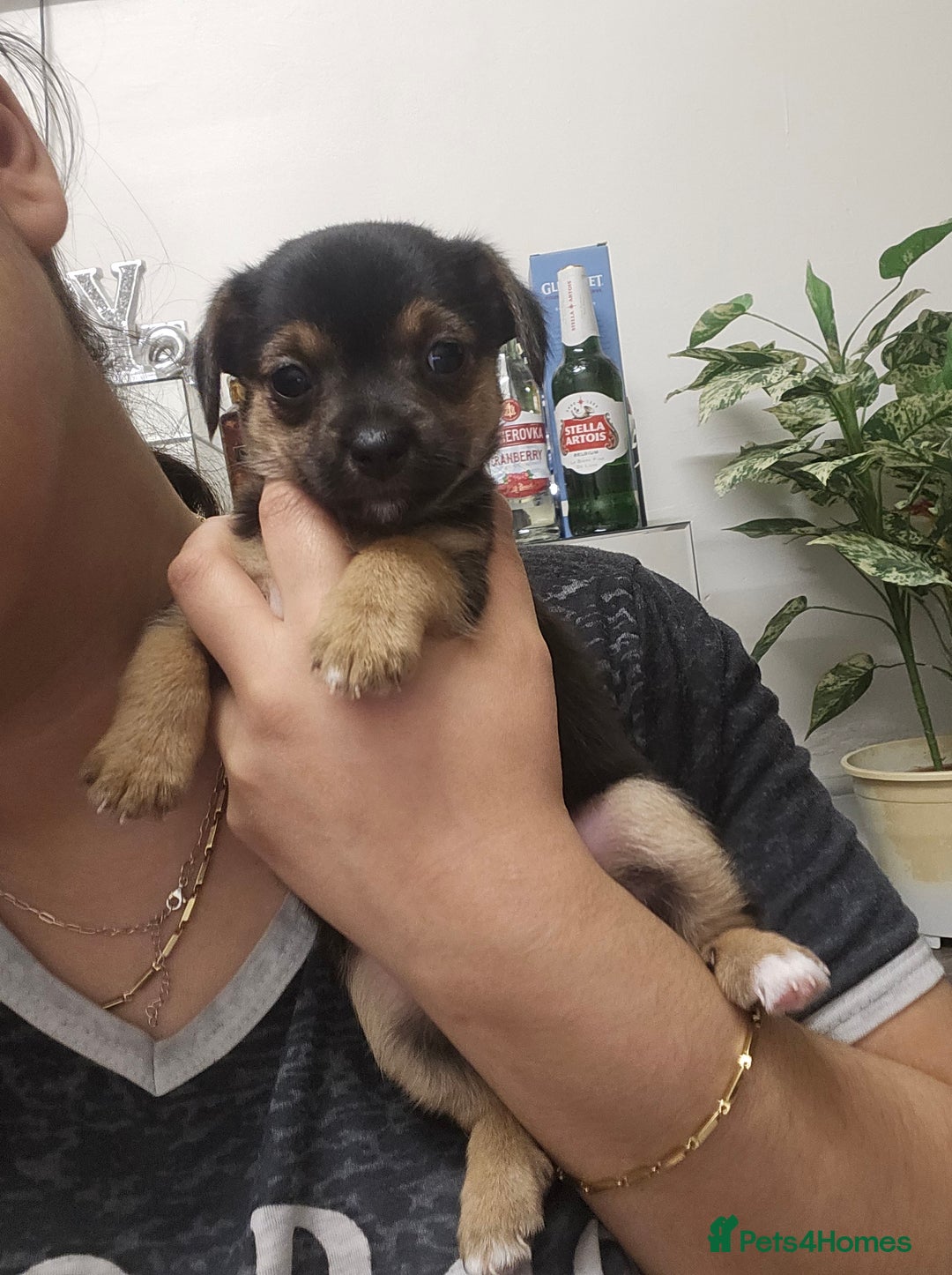 Mixed Breed dogs for sale: Puppy for sale - Advert 4