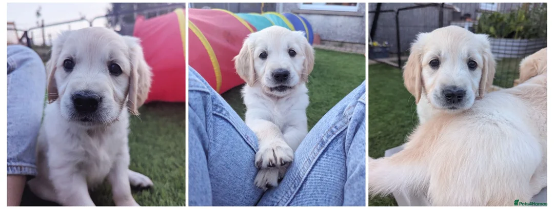 Golden Retriever dogs for sale: LAST GIRL Chunky cream and golden puppy  - Advert 1