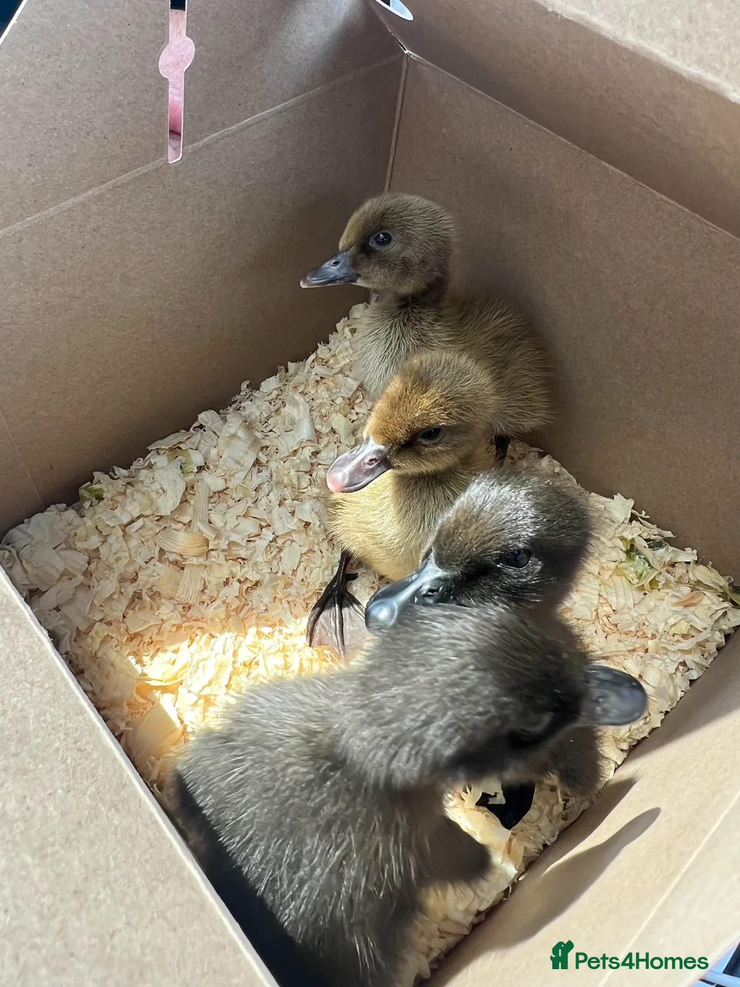 Ducks poultry for sale: RESERVE Cayuga duckling chicks lincolnshire  - Advert 1