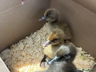 Ducks poultry RESERVE Cayuga duckling chicks lincolnshire - Advert 4