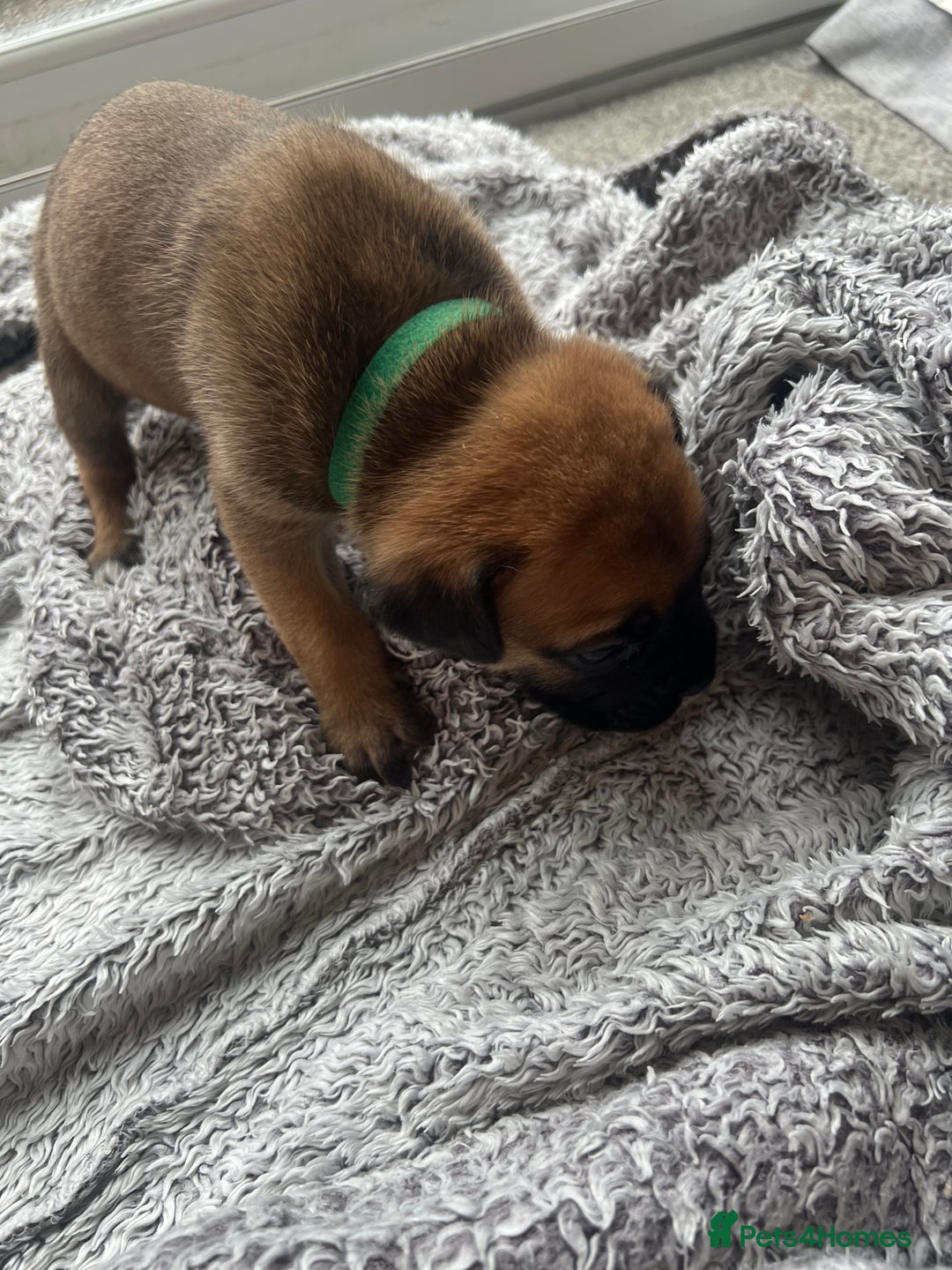 Cane Corso dogs for sale: Cane corsos puppies  - Advert 20