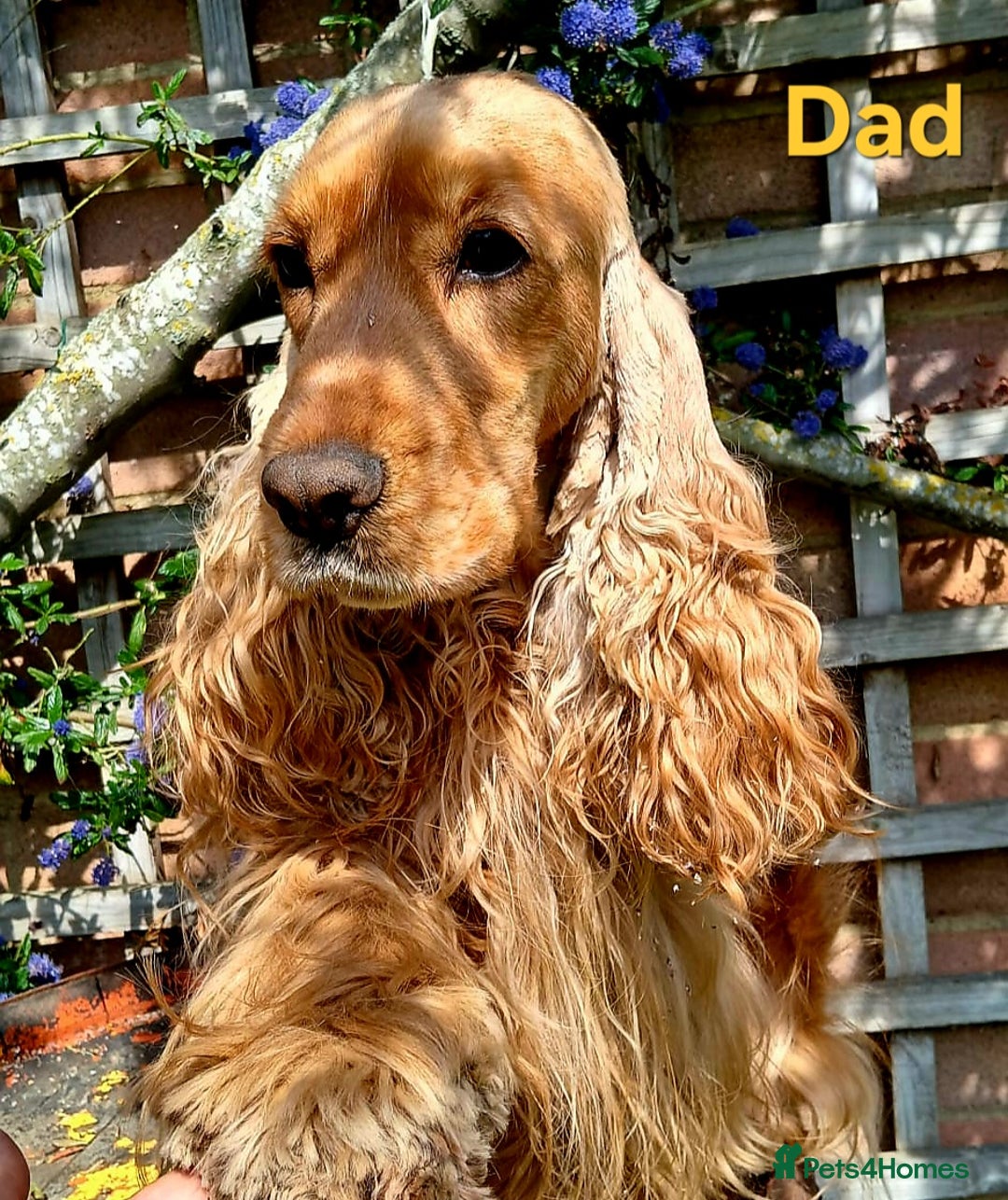 Cocker Spaniel dogs for sale: RESERVE NOW Show Champion Cocker Spaniels - Image 6