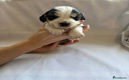 Cocker Spaniel dogs for sale: Cocker spaniel pups - Image 12