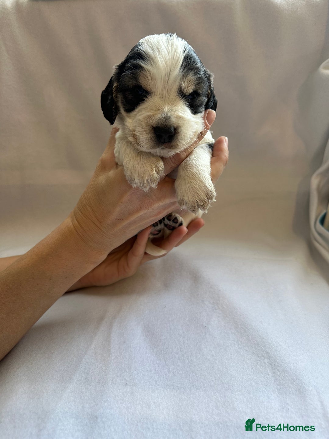 Cocker Spaniel dogs for sale: Cocker spaniel pups - Image 12