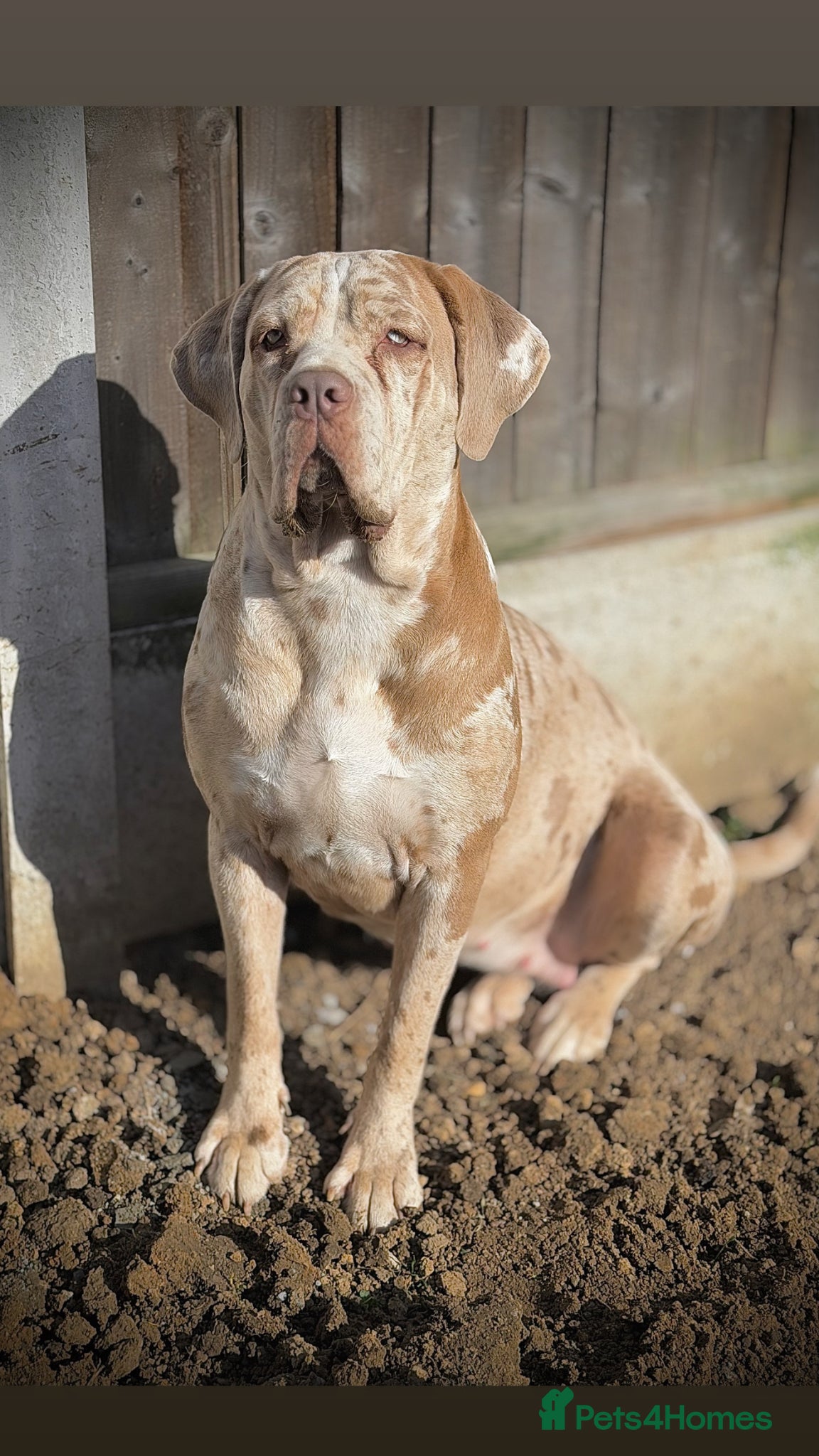 Cane Corso dogs Amazing Merle cane corso x Bandog  - Advert 3