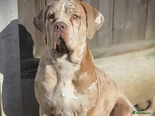 Cane Corso dogs Amazing Merle cane corso x Bandog - Advert 2