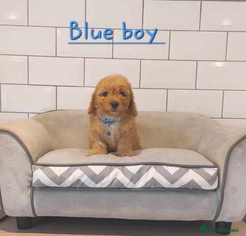 Cavachon dogs - Advert 5
