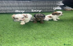 Cavapoo dogs for sale: F1 cavapoo puppies for sale - Image 7