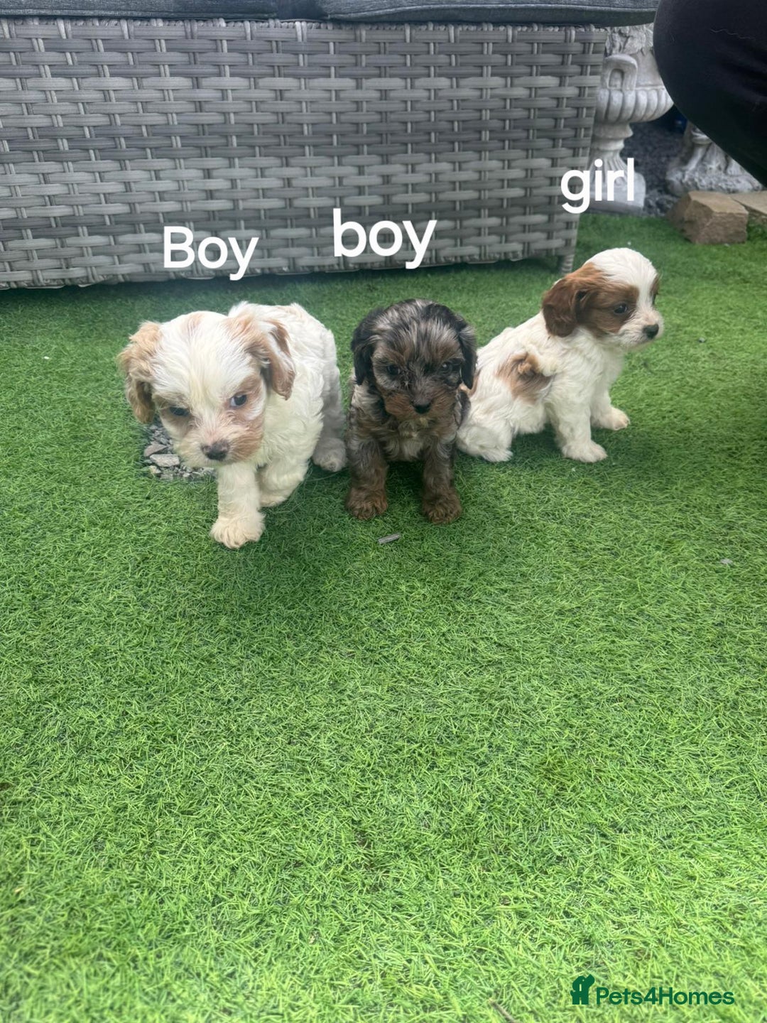Cavapoo dogs for sale: F1 cavapoo puppies for sale - Image 7