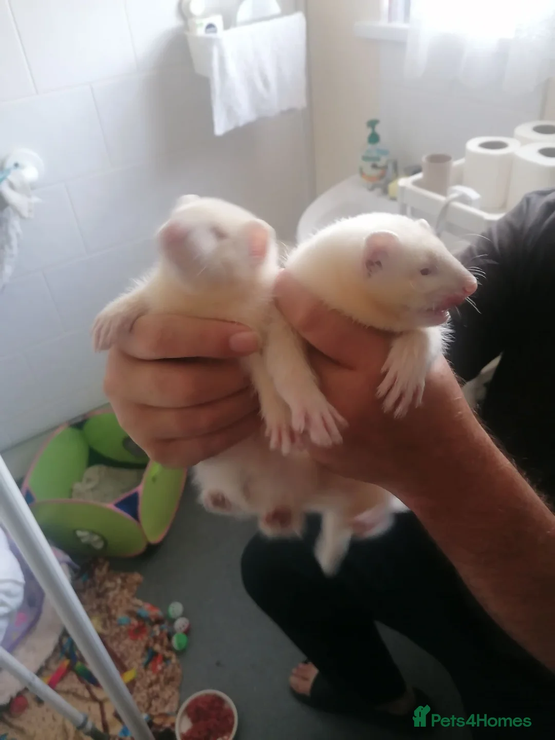 Ferret rodents for sale: Half micro ferret - Advert 2