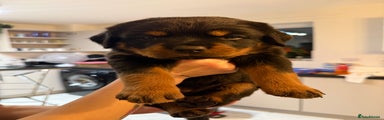 Rottweiler Puppy 4
