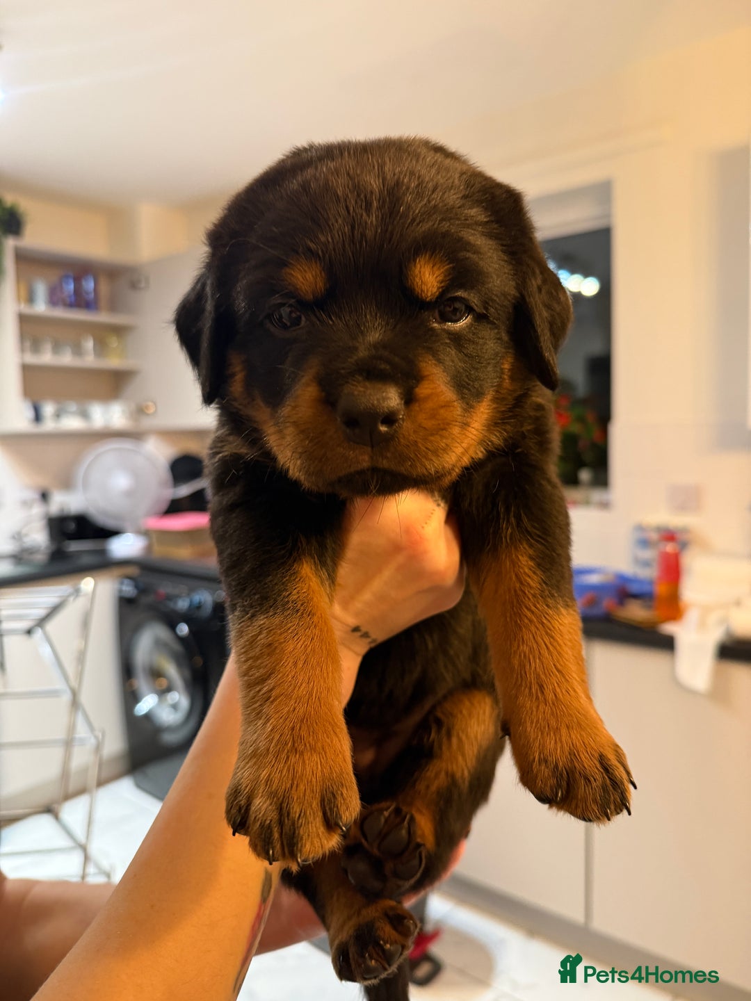 Rottweiler dogs for sale: The Warren litter! - Advert 12