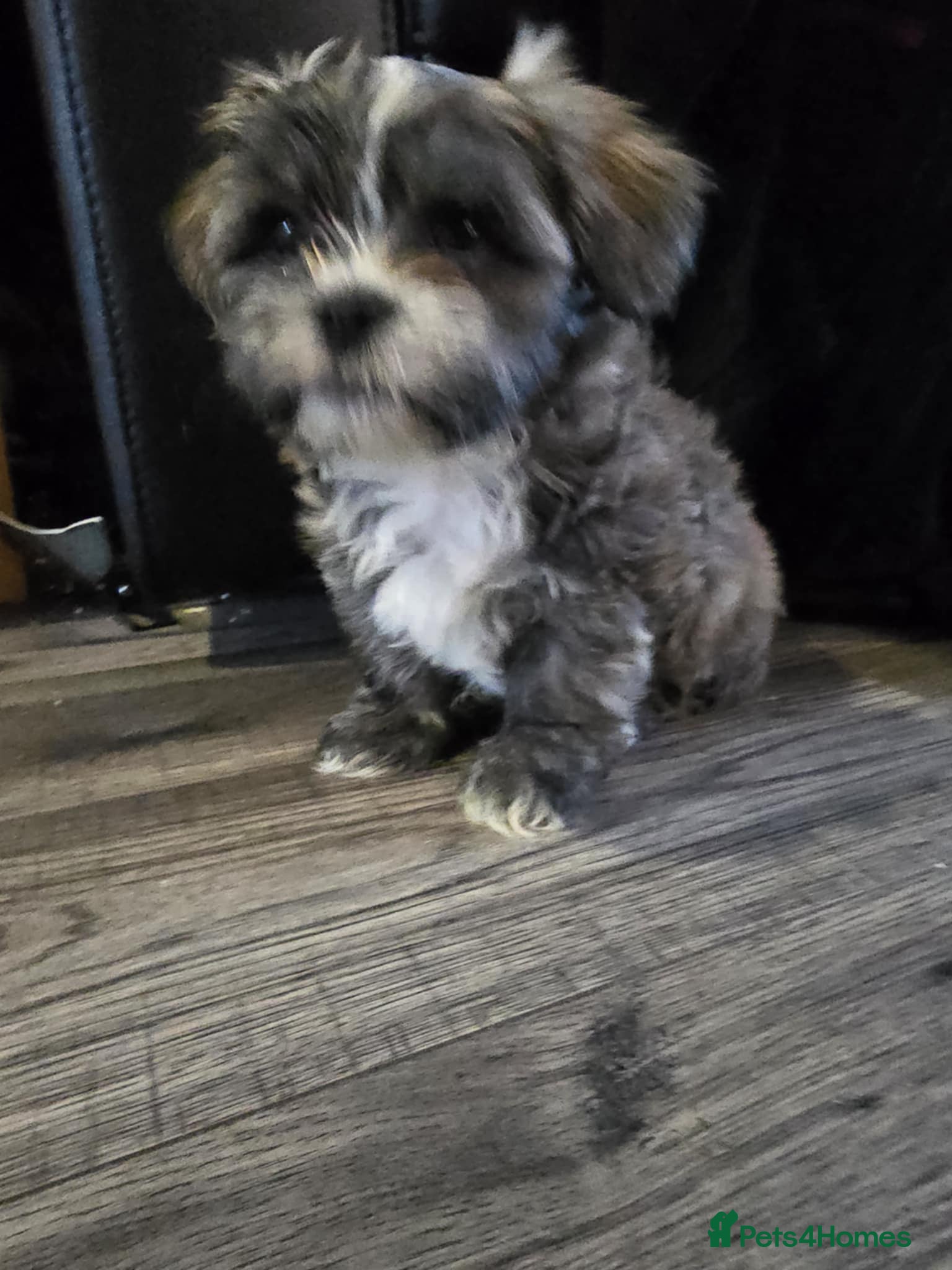 Shih Tzu dogs Imperial shih tzu puppies  - Advert 13